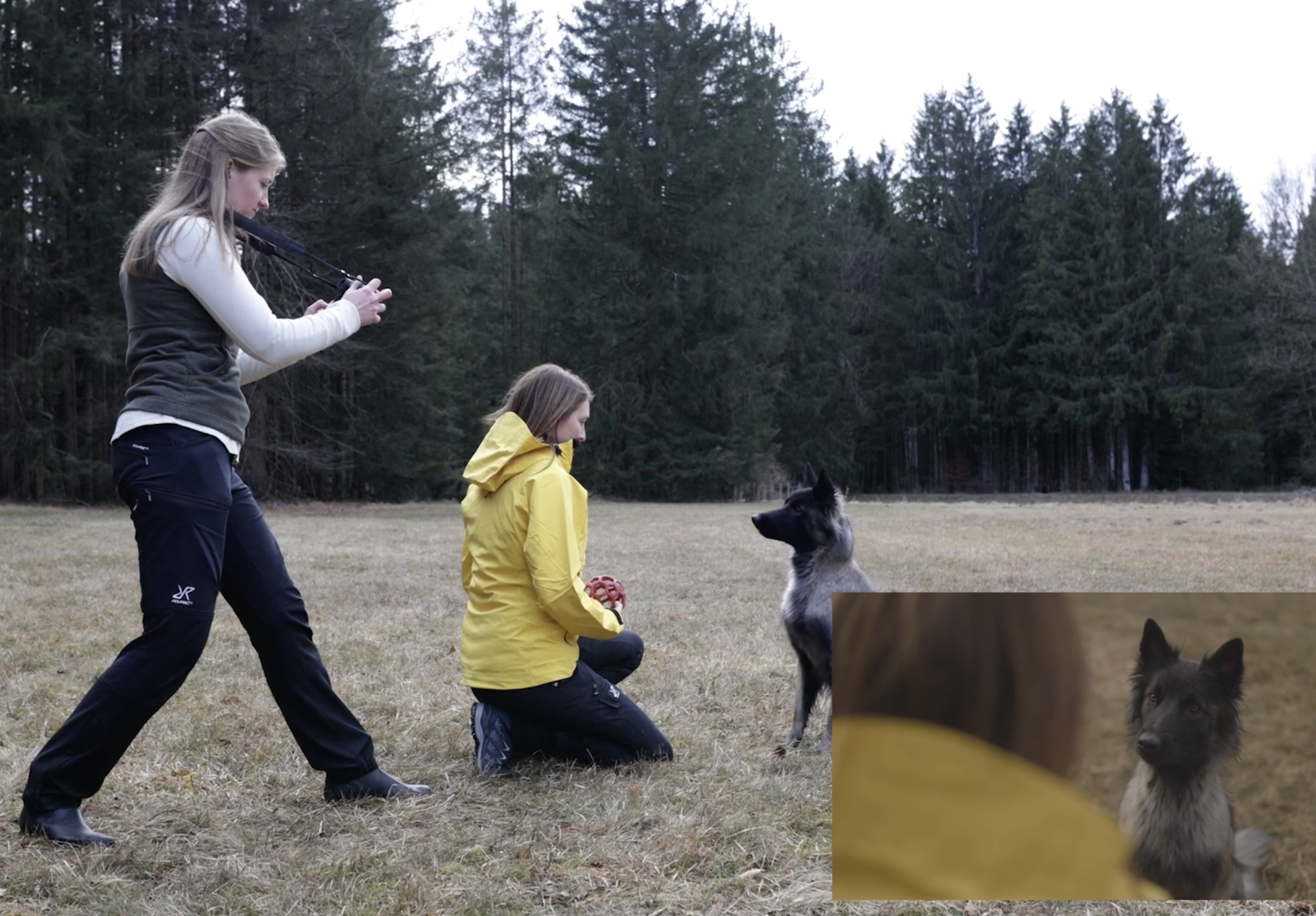 Videografie lernen Hundevideografie Hundevideos Cinematische Aufnahmen kreieren Wie mache ich stabile Videos Videostabilisierung Stabilisierung Videos Gimbal Emotionale Videografie Mensch-Hund-Bindung Mensch-Hund-Team