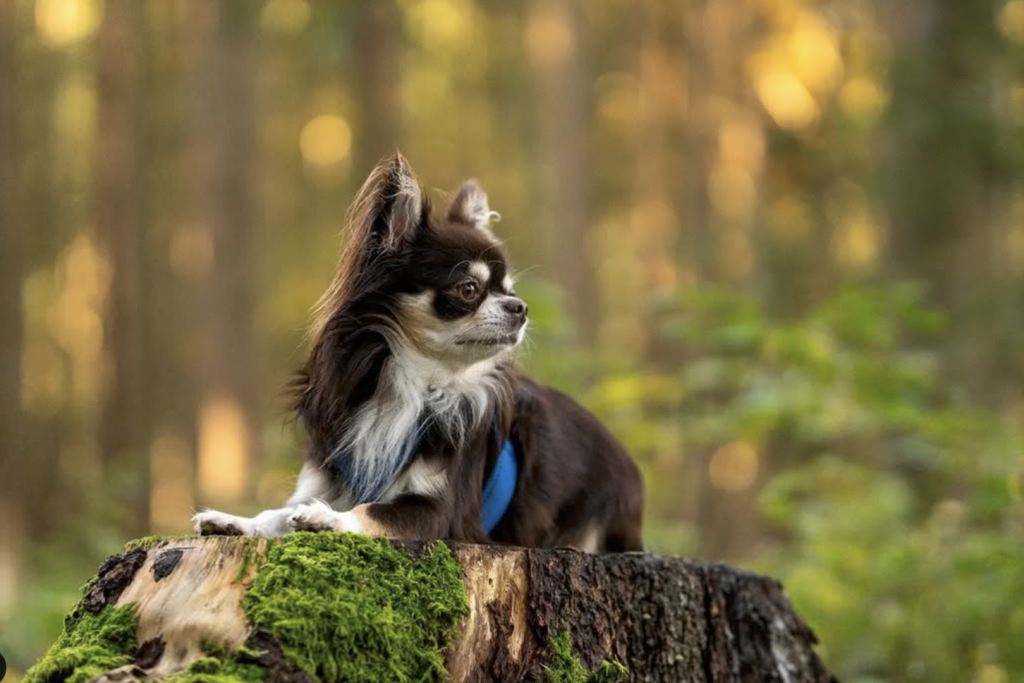 Nachher Foto nach einem Hundefotografie Basics Coaching