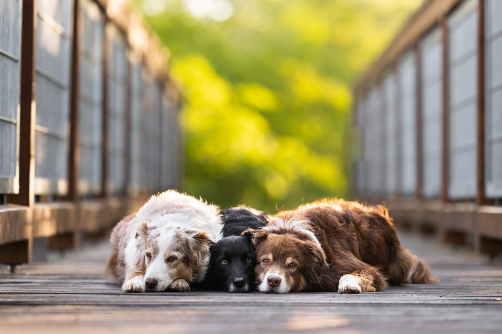 Videoshooting mit drei Australian Shepherd Hundefotografie  Regenbogenshooting Hundefotograf Senioren Emotionale Hundevideografie