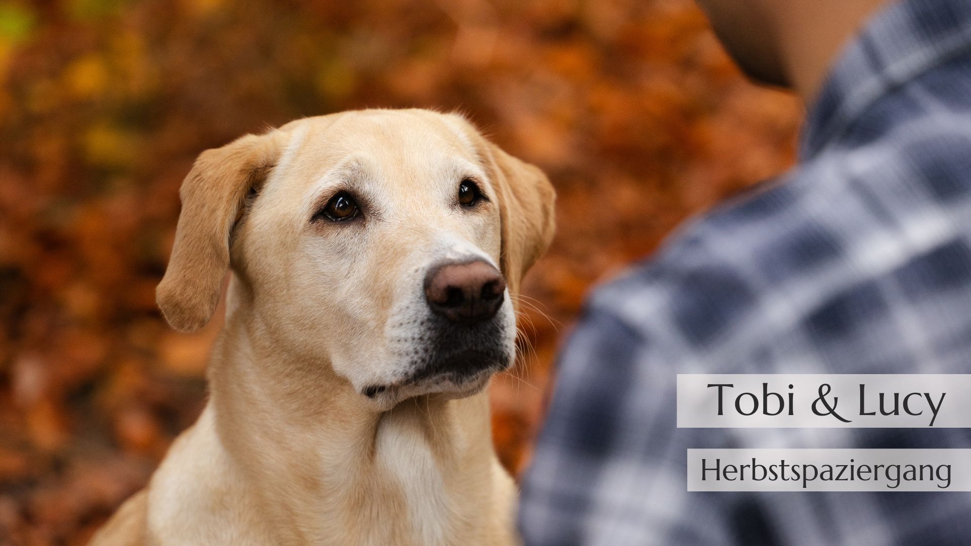 Emotionales Hundevideo<br />
Herbstspaziergang mit Hund<br />
Herbstwald<br />
Waldspaziergang mit Hund<br />
Schönsten Wälder mit Hund